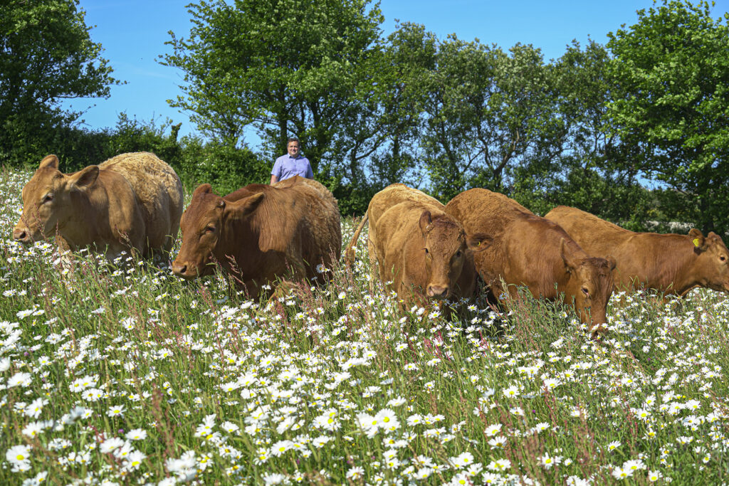 Farmer Adrian Rundle and some of his family's South Devon cattle.