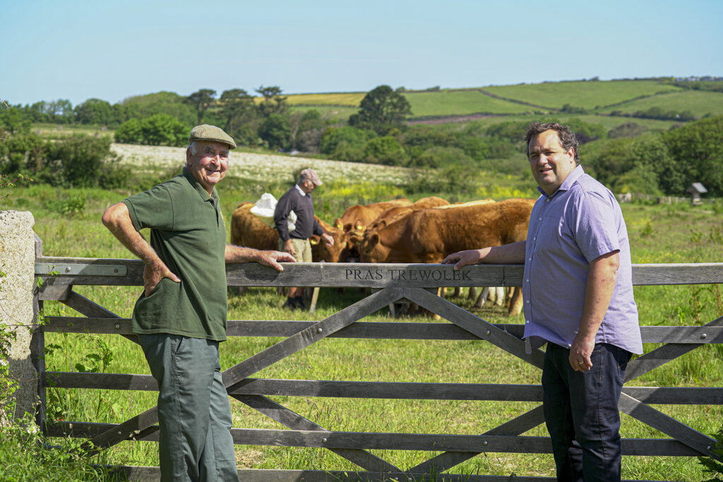 Roger Rundle (left) and son, Adrian, with their South Devon herd at Nansledan.
