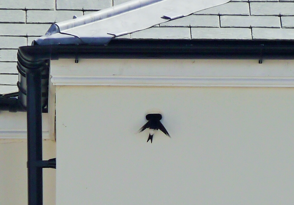 House martins have taken up residence in bird boxes at a number of Duchy of Cornwall developments.