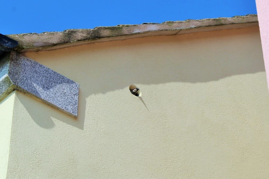 A house sparrow occupies a bird box in Nansledan, the Duchy of Cornwall's development of new homes and businesses in Newquay.