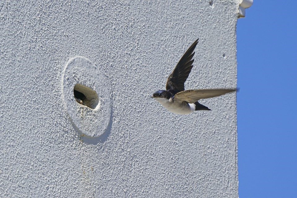 Bird flying into artificial cavities in building