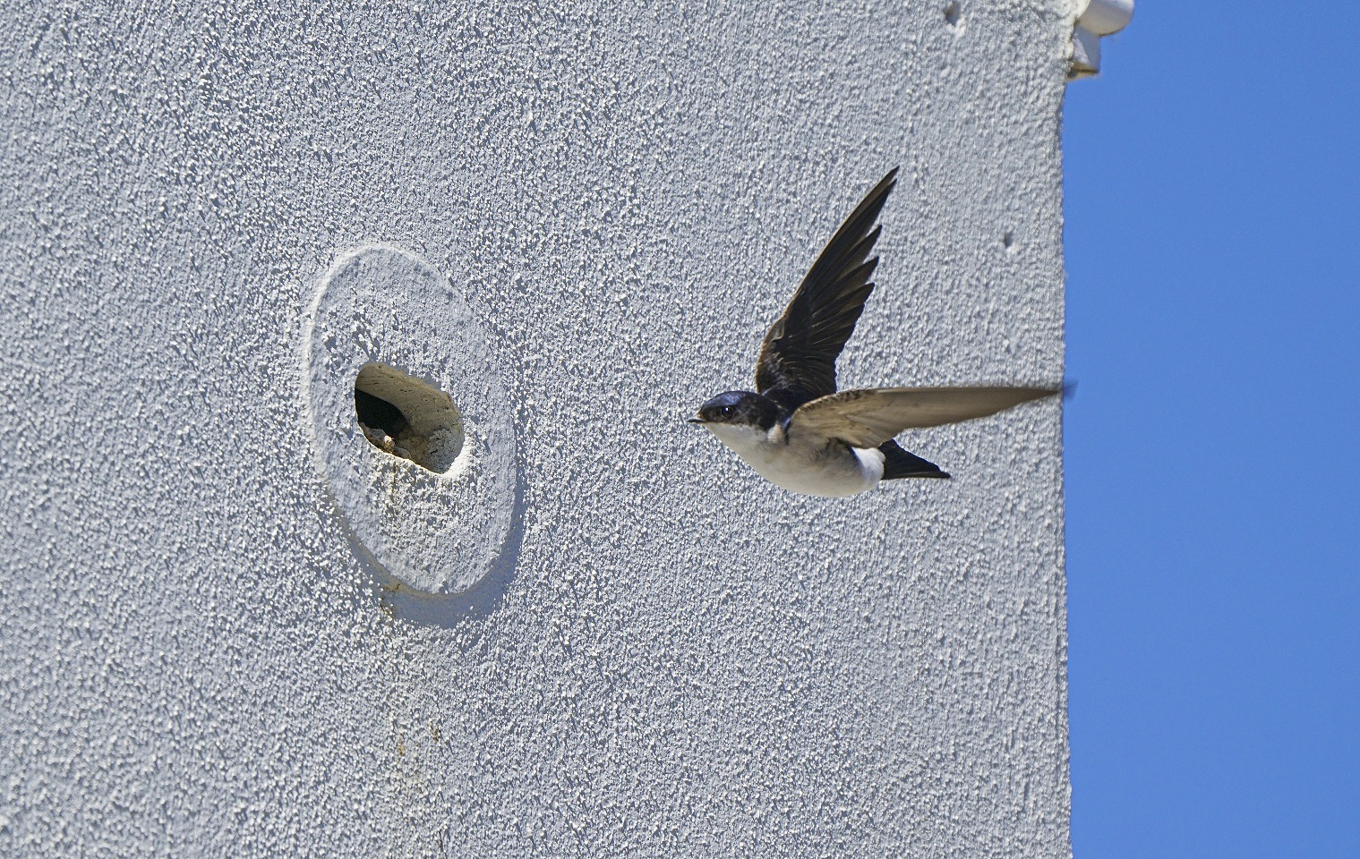 Tregurra Park, Truro, Cornwall, Uk : May 20th 2020. House Martins Using The Built In Nesting Boxes At Tregurra Park. Photographed For The Duchy Of Cornwall By Hugh Hastings