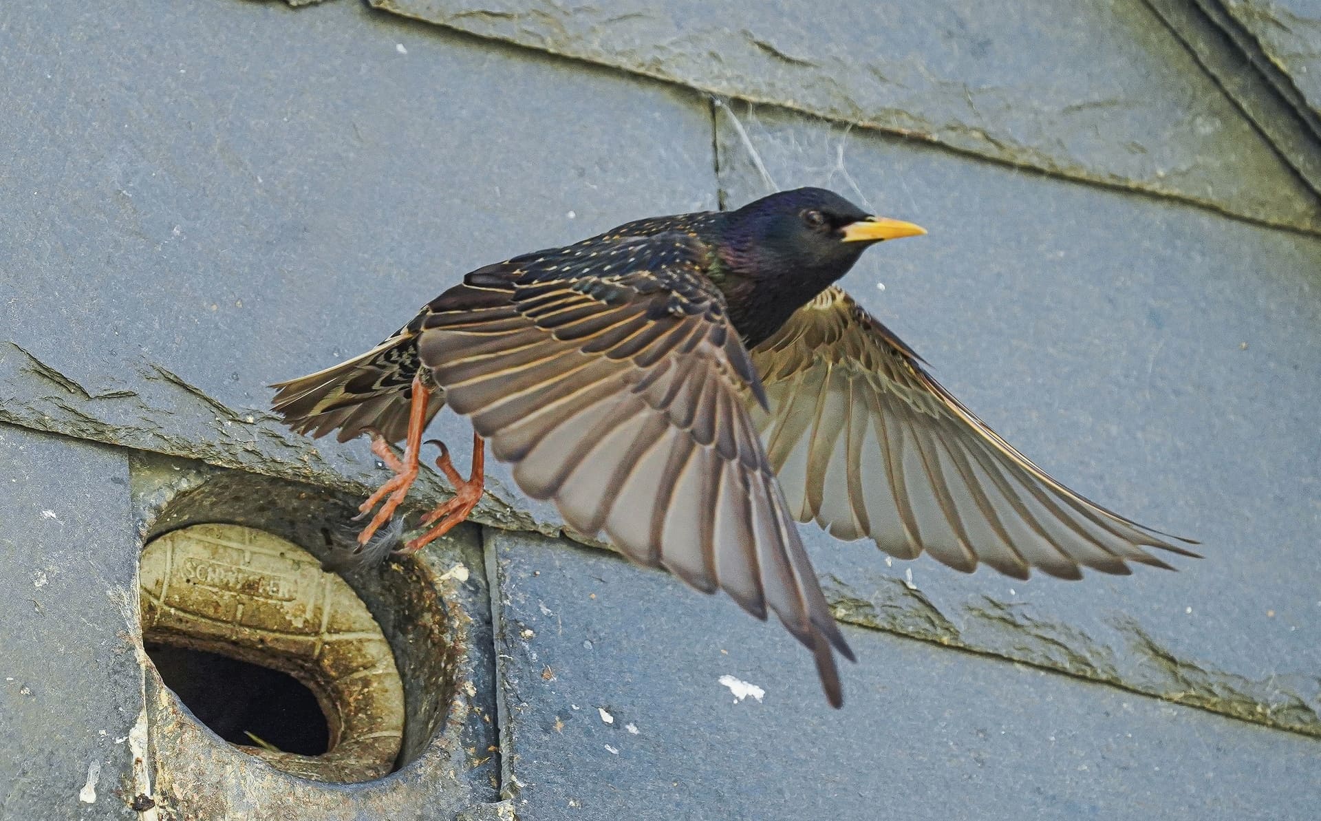 Nansledan Nest Box Story (1)