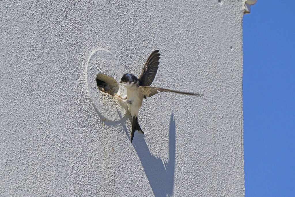 Tregurra Park, Truro, Cornwall, Uk : May 20th 2020. House Martins Using The Built In Nesting Boxes At Tregurra Park. Photographed For The Duchy Of Cornwall By Hugh Hastings