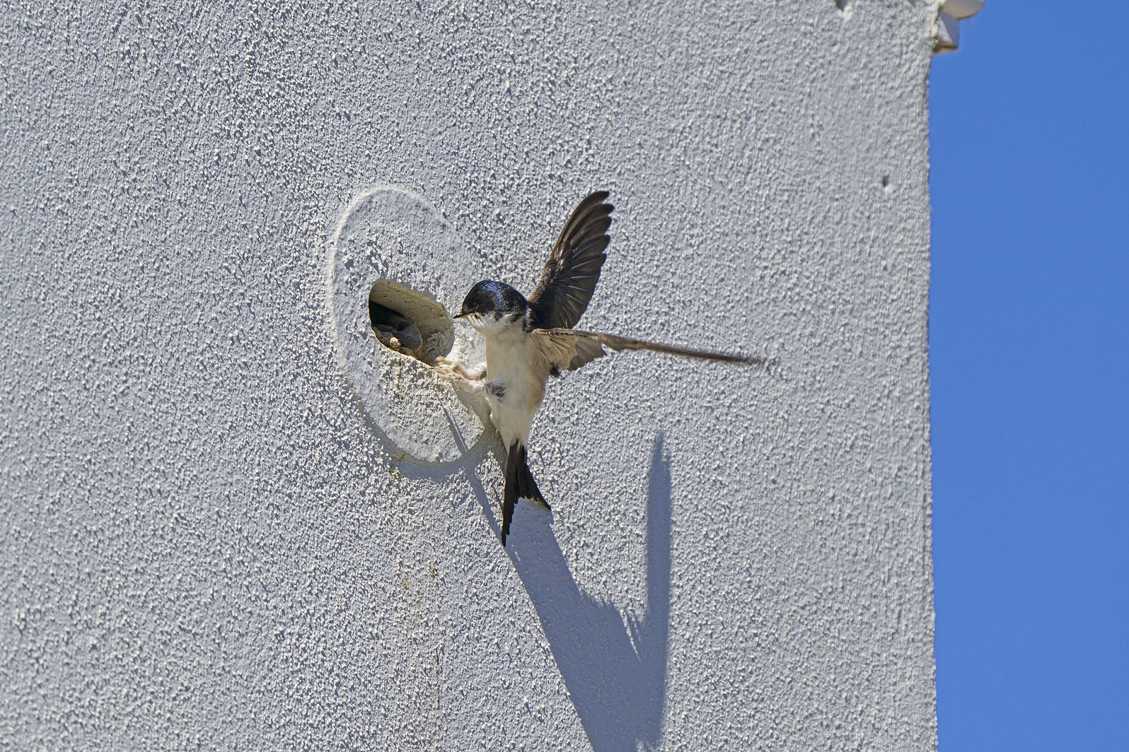 Tregurra Park, Truro, Cornwall, Uk : May 20th 2020. House Martins Using The Built In Nesting Boxes At Tregurra Park. Photographed For The Duchy Of Cornwall By Hugh Hastings