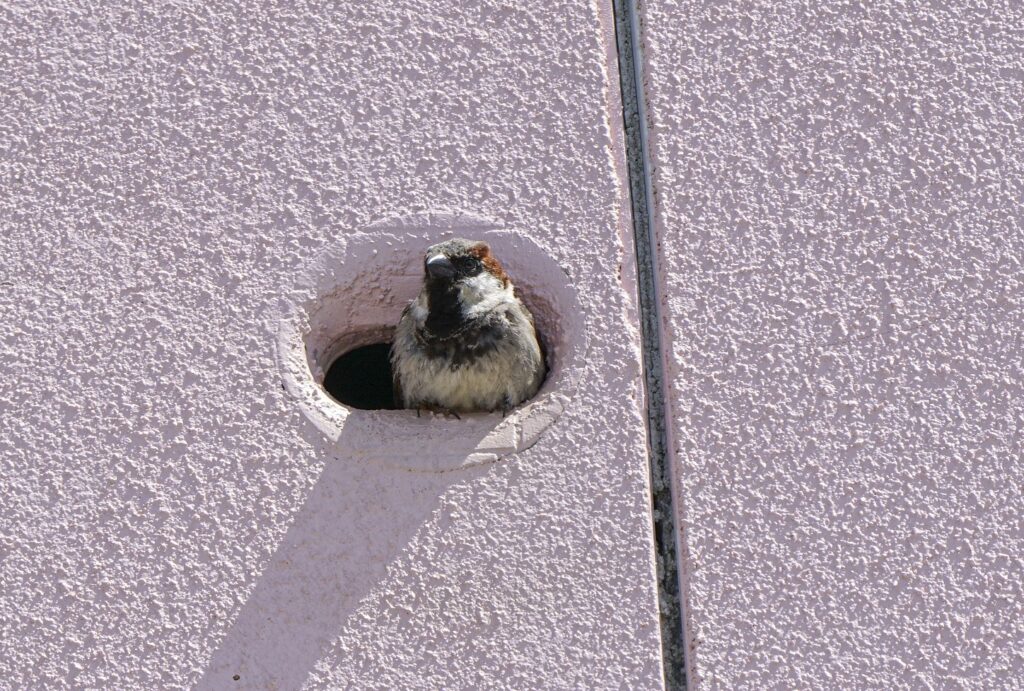 Nansledan, Newquay, Cornwall, Uk : May 18th 2020. Sparrows Using The Built In Nesting Boxes At Nansledan. Photographed For The Duchy Of Cornwall By Hugh Hastings