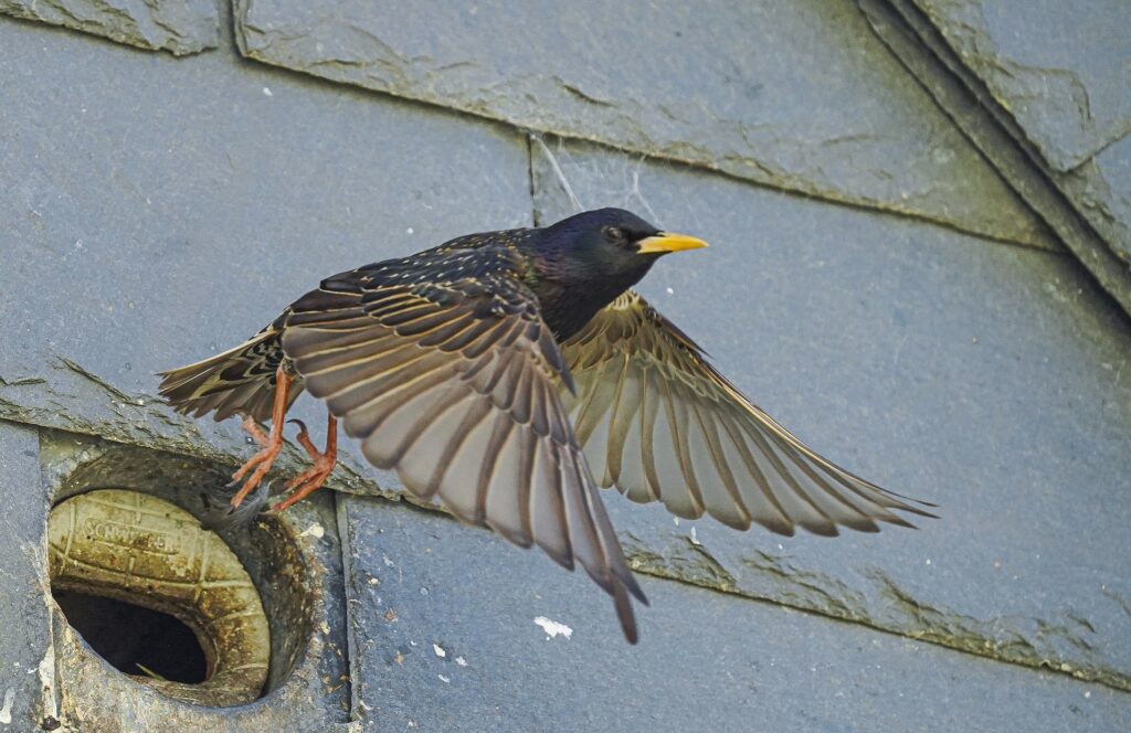 Starling Hugh Hastings